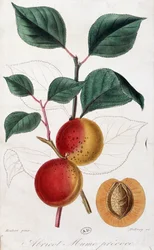 Meruňka - botanická deska