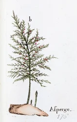 Chřest