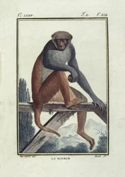 BUFON, Georges-Louis Leclerc, hrabě (1707-1788). Opice rhesus (rhesus). Ilustrace k "Histoire naturelle, generale et particular".