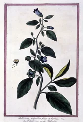 Belladonna, květiny a bobule. Jedovatá rostlina používaná v lékařství. Rytina podle herbáře z 19. století.
