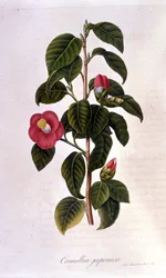 Botanická deska: Camelia z Japonska. 19. století rytina