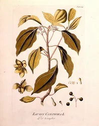 Botanická deska: kafr (Laurus Camphora). Rytina do „“da Icons Plantarum medicalium““ od Josepha Jacoba von Plencka, rakouského lékaře a botanika (1738-1807), Vídeň 1791.