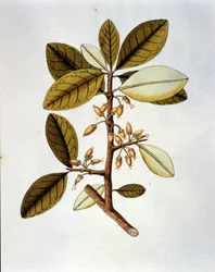 Botanická tabule zobrazující rostlinu koky (Erytroxilum Havanense) z herbáře Nicolase Josepha Jacquina "Selectarum Stirpium Americanarum Historia". sd počátek 18. století.