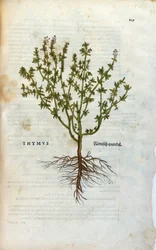 Botanická deska: Tymián (Thymus) Herbarium od Lheonarda Fuchse, "Historie Stirpium", Bale