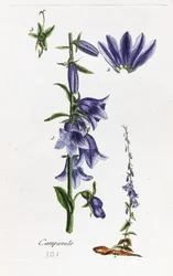 Campanula (zvonek broskvolistý)