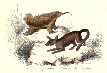 "Souborné dílo Buffonovo: Domácí zvířata: Echidna ostnitá a fenek derfourský" (rytina)