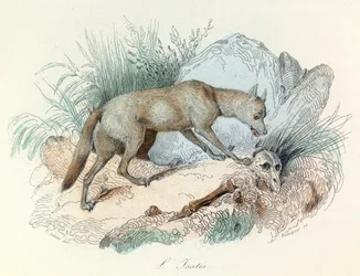 "Completes de Buffon" s Linnénovou nomenklaturou a Cuvierovou klasifikací: Les animaux: Le fox arctic (rytina)