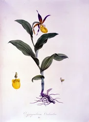 Cypripedium calceolus: druh orchideje.