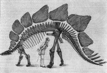 Kostra dinosaura: „“ Stegosaurus ungulatus“, březen. Svrchní jura Skalistých hor. Reprodukce kresby sdělená panem Marchem Albertu Gaudrymu z Institutu. Gravírování v „“ La Nature: revue des sciences et de leurs applications aux