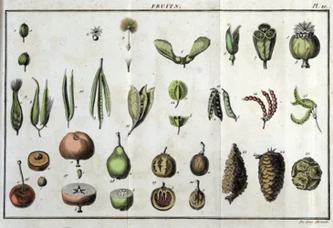 Ovoce: v „“ Flora Françoise, aneb stručný popis všech rostlin, které přirozeně rostou ve Francii, uspořádané podle nové metody analýzy, k níž jsou uvedeny jejich nejméně nejednoznačné přednosti v lékařství a jejich užitečnost v umění“
