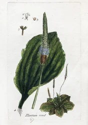 Velká plantážnice nebo velká plantážnice