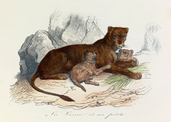 Ilustrace z knihy "Complete Works of Buffon": Les Quadrupedes: La lionne et ses petits (rytina)