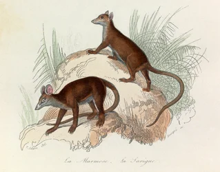 Ilustrace z knihy "Complete Works of Buffon": Les Quadrupedes: (rytina): La marmot et la sarigue (svišť a svižník)