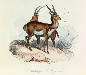 Ilustrace z knihy "Complete Works of Buffon": Les Quadrupedes: Antilopa a cejran (rytina)