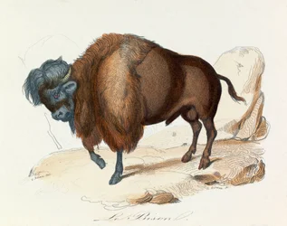 Ilustrace z knihy "Complete Works of Buffon": Les Quadrupedes: Le bison (rytina)