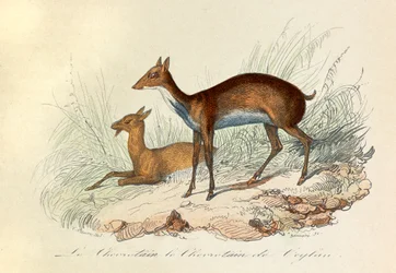 Ilustrace z knihy "Complete Works of Buffon": Les Quadrupedes: Buffon: Le chevrotain et le chevritain de Ceylon (rytina)