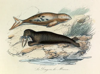 Ilustrace z knihy "Complete Works of Buffon": Les Quadrupedes: Buffon: Le dugon et le walrus (rytina)