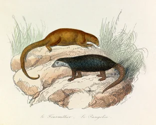 Ilustrace z knihy "Complete Works of Buffon": Les Quadrupedes: Buffon: Le fourmillier et le pangolin (rytina)