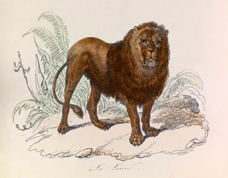 Ilustrace z knihy "Complete Works of Buffon": Les Quadrupedes: Le lion (rytina)