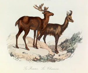 Ilustrace z knihy "Complete Works of Buffon": Les Quadrupedes: Buffon: Le reinne et la chamois (rytina)