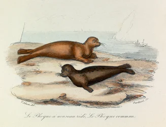 Ilustrace z knihy "Complete Works of Buffon": Les Quadrupedes: Tuleň na čumáku a tuleň (rytina)