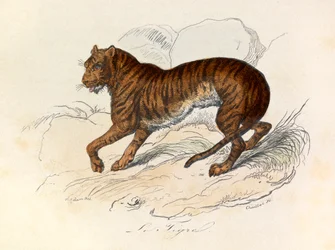 Ilustrace z knihy "Complete Works of Buffon": Les Quadrupedes: Le tigre (rytina)
