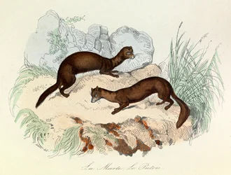 Ilustrace z knihy "Complete Works of Buffon": Les animaux: La marte et le fertois (rytina)
