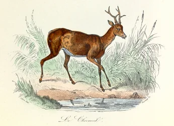Ilustrace z knihy "Complete Works of Buffon": Les animaux: Le deer (rytina)