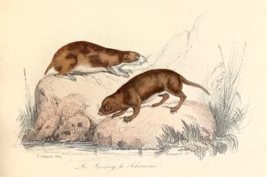 Ilustrace z knihy "Complete Works of Buffon": Les animaux: Le leming et le scherman (rytina)