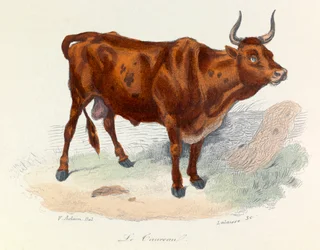 Ilustrace z knihy "Complete Works of Buffon": Les animaux: Le taureau (rytina)