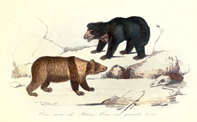 Ilustrace sibiřského medvědího samce a medvěda s velkými pysky podle Linneena a Cuviera (rytina)
