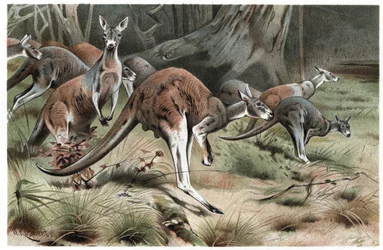 Klokan - Kangaroo - rytina z Brehmova Života zvířat od Alfreda Edmunda Brehma