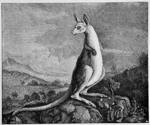 Klokan z kresby kapitána Cooka, který ho objevil v Austrálii - z mědirytiny z roku 1774