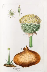 Cibule