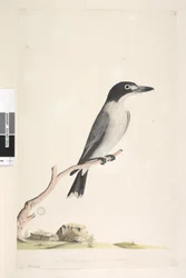 Strana 10. Vanga. dole uprostřed v jiné ruce Přirozená velikost, pochybná duhovka Řezník šedý Cracticus torquatus samec, 1791-92