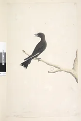 Strana 12. Ocypterus. nad názvem jinou rukou April,  přirozená velikost Dusky Wood, Swallow Artamus cyanopterus, 1791-92