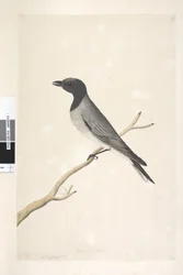 Strana 14. Ceblephyris. nad titulem v jiné ruce srpen. Přirozená velikost Malý kukačka, ťuhýk? Coracina robusta, 1791-92