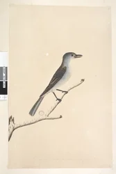 Strana 16. Ceblephyris podél spodního okraje v jiné ruce Stejná velikost jako pták, ze kterého byla kresba převzata. April Gray Shrike Thrush Colluricincla harmonica, 1791-92