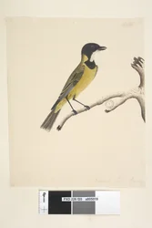 Strana 20. Přirozená velikost. duben Golden Whistler Pachycephala pectoralis, muž, 1791-92