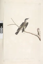 Strana 23. Květen, přirozená velikost, duhovka a jazyk pochybný Hnědý stromorožec Climacteris picumnus, 1791-92