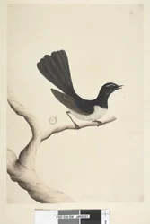 Strana 28. Přirozená velikost,  červenec Willie Konipas Rhipidura leucophrys, 1791-92