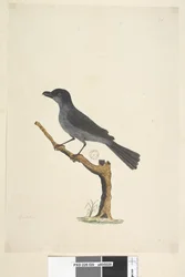 Strana 29. Blackbird Ostrov Norfolk Kos? Aplonis fuscus, muž, 1791-92