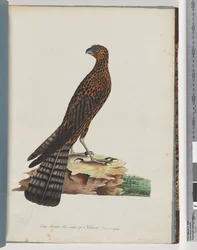 Strana 36. Jestřáb červený. Vyzařovaný Falcon