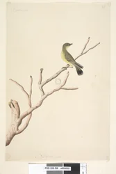 Strana 36. září. Přirozená velikost Trnbill žlutý Acanthiza nana, 1791-92