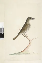Strana 3. Turdus. pod názvem v jiné ruce srpen přirozené velikosti. Drozd zemní Zoothera lunulata, 1791-92