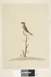 Strana 40. Zákaznický servis. Přirozená velikost červená, pěnkava browed Neochmia brevis Aegintha brevis, 1791-92