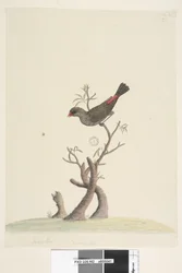 Strana 42. Fringilla. Dole uprostřed jinou rukou: Přirozená velikost. Astrild diamantový Stagonopleura guttata, 1791-92