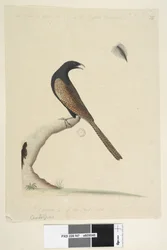 Strana 47. Centropus. dole uprostřed v jiné ruce Tento pták je velký asi jako anglický bažant. Čerpaná 1/3 natl. velikost. Bažant Coucal Centropus phasianinus, 1791-92