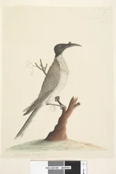 Strana 55. Wer, gan nebo mnich. vlevo dole v jiné ruce Meliphaga Phrygia. dole uprostřed ve třetí ruce Přirozená velikost Noisy Friarbird Philemon corniculatus, 1791-92