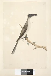 Strana 57. Leden. Přirozená velikost, předpokládá se, že jde o mládě Noisy Friarbird Philemon corniculatus, 1791-92